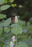 Purple Giant Hyssop, Agastache scrophulariifolia