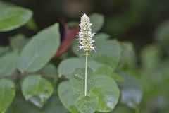 Purple Giant Hyssop