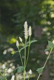 Purple Giant Hyssop, Agastache scrophulariifolia