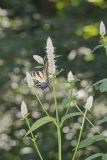 Purple Giant Hyssop, Agastache scrophulariifolia