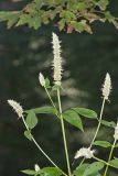 Purple Giant Hyssop, Agastache scrophulariifolia