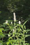Purple Giant Hyssop, Agastache scrophulariifolia