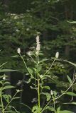 Purple Giant Hyssop, Agastache scrophulariifolia