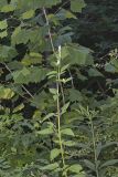 Purple Giant Hyssop, Agastache scrophulariifolia