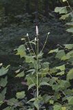 Purple Giant Hyssop, Agastache scrophulariifolia
