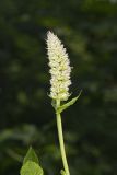 Purple Giant Hyssop, Agastache scrophulariifolia