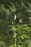 Purple Giant Hyssop, Agastache scrophulariifolia