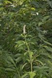 Purple Giant Hyssop, Agastache scrophulariifolia