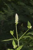 Purple Giant Hyssop, Agastache scrophulariifolia