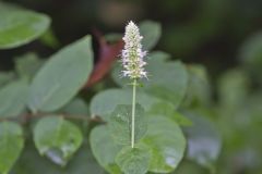 Purple Giant Hyssop, Agastache scrophulariifolia