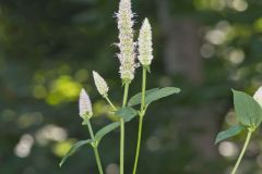 Purple Giant Hyssop, Agastache scrophulariifolia
