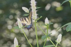 Purple Giant Hyssop, Agastache scrophulariifolia