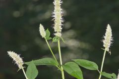 Purple Giant Hyssop, Agastache scrophulariifolia