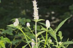 Purple Giant Hyssop, Agastache scrophulariifolia