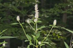 Purple Giant Hyssop, Agastache scrophulariifolia