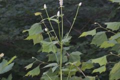 Purple Giant Hyssop, Agastache scrophulariifolia