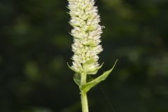 Purple Giant Hyssop, Agastache scrophulariifolia