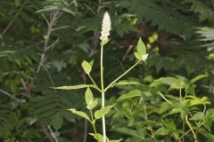Purple Giant Hyssop, Agastache scrophulariifolia