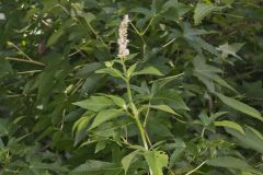 Purple Giant Hyssop, Agastache scrophulariifolia