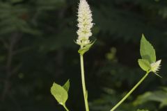 Purple Giant Hyssop, Agastache scrophulariifolia