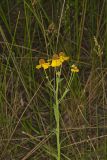 Purple-headed Sneezeweed, Helenium flexuosum