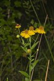 Purple-headed Sneezeweed, Helenium flexuosum