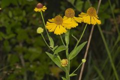 Purple-headed Sneezeweed