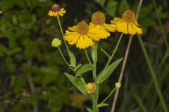 Purple-headed Sneezeweed, Helenium flexuosum