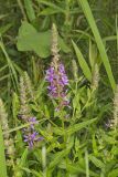 Purple Loosestrife, Lythrum salicaria