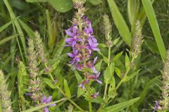 Purple Loosestrife