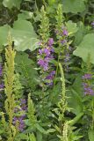Purple Loosestrife, Lythrum salicaria