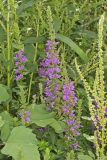 Purple Loosestrife, Lythrum salicaria
