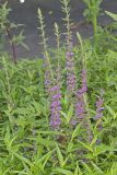 Purple Loosestrife, Lythrum salicaria