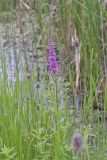 Purple Loosestrife, Lythrum salicaria