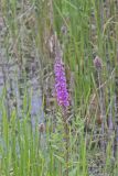 Purple Loosestrife, Lythrum salicaria