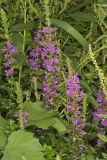 Purple Loosestrife, Lythrum salicaria
