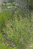 Purple Loosestrife, Lythrum salicaria