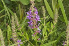 Purple Loosestrife, Lythrum salicaria