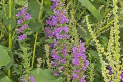 Purple Loosestrife, Lythrum salicaria