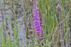 Purple Loosestrife, Lythrum salicaria