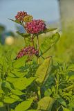 Purple Milkweed, Asclepias Purpurascens