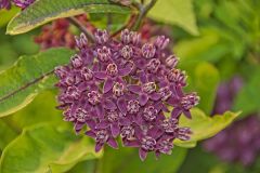 Purple Milkweed, Asclepias Purpurascens