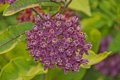 Purple Milkweed