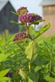 Purple Milkweed, Asclepias Purpurascens