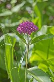 Purple Milkweed, Asclepias Purpurascens