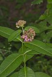 Purple Milkweed, Asclepias Purpurascens