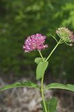 Purple Milkweed, Asclepias Purpurascens