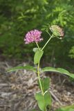 Purple Milkweed, Asclepias Purpurascens