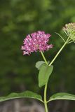 Purple Milkweed, Asclepias Purpurascens