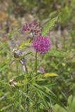 Purple Milkweed, Asclepias Purpurascens
